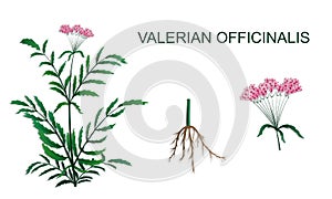 Illustration of Valeriana officinalis photo