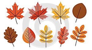 Illustration of various autumn leaves, each distinct in shape and color. Top row photo