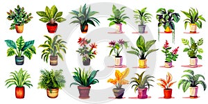 Illustration of various house plants in the pots isolated in the white background.