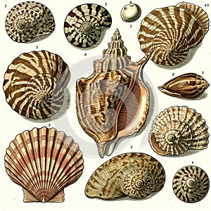 Illustration of various seashells, showcasing diverse shapes and patterns. The shells