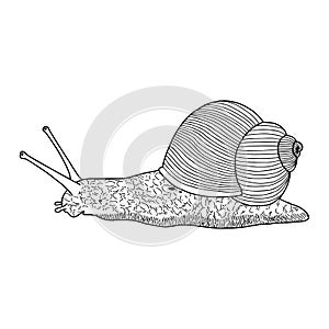 Illustration vector hand draw doodles of snail isolated on white