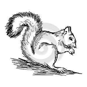 Illustration vector hand draw doodles of squirrel isolated on wh