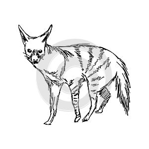 Illustration vector hand drawn of aardwolf on white bac