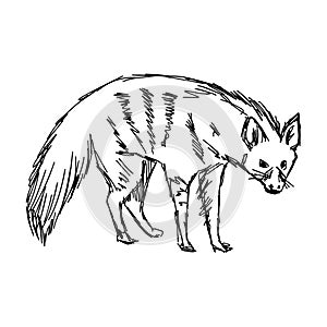 Illustration vector hand drawn of aardwolf on white bac