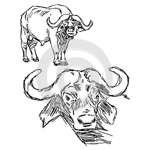 Illustration vector hand drawn of Cape buffalo on whit