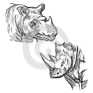Illustration vector hand drawn doodle closeup rhinoceros isolate photo
