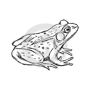 Illustration vector hand drawn doodle frog isolated on white.