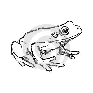 Illustration vector hand drawn doodle frog on white