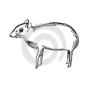 illustration vector hand drawn doodle the mouse deer or Chevrotain isolated on white.