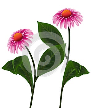 Illustration vector pink cone flower of Echinacea purpurea, Purpur Sonnenhut or Roter Scheinsonnenhut