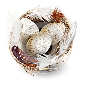 Illustration with vector realistic nest eggs and feathers Easter design isolated on white
