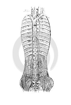 The illustration of veins on the spine in the old book die Anatomie des Menschen, by C. Heitzmann, 1875, Wien