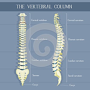 Illustration of the vertebral colum