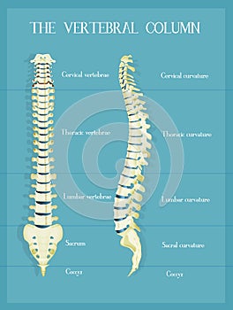 Illustration of the vertebral colum