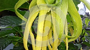 Illustration, Video Flowers, whose color is yellowish green.