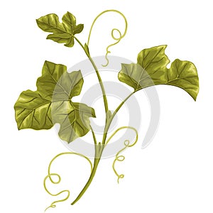 Illustration of vine. Pumpkin branch with leaves. photo