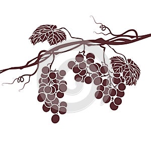 Illustration of the vine on a white background