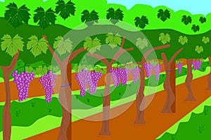 Illustration of a vineyard. Land planted with vines