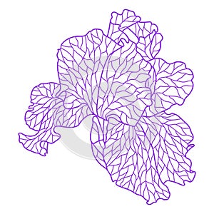Illustration of violet irise.