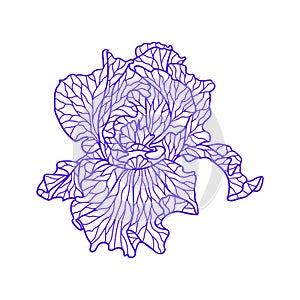 Illustration of violet irise.