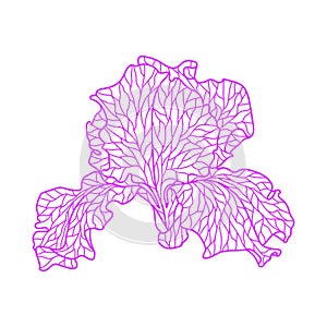 Illustration of violet irise.