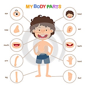 Illustration of vocabulary part of body