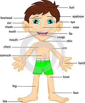 Illustration of vocabulary part of body