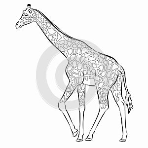 Illustration of a walking giraffe , vector drawing