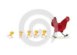 Illustration of walking red hen and chicks isolated on white background