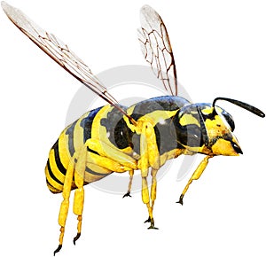 Wasp, Bee, Insect, Bug, Isolated