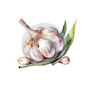 Illustration watercolor of garlic isolated on white background