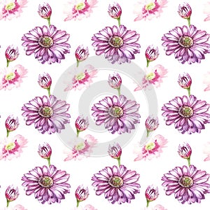 Illustration in watercolor of a Gerbera flower. Floral card with flowers. Botanical illustration seamless pattern.