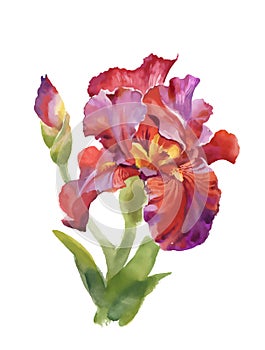 Illustration watercolor iris flower isolated on white background.