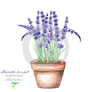Illustrationen Aquarell Lavendel Blumen Topf 