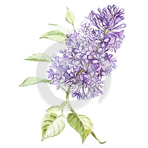 Illustration in watercolor of a Lilac flower blossom. Floral card with flowers. Botanical illustration.