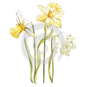 Illustration in watercolor of a Narcissus flower blossom. Floral card with flowers. Botanical illustration.