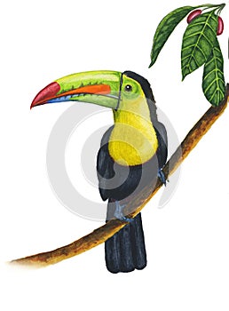 Illustration of a watercolor painted keel-billed toucan sitting on the branch in a tropical forest  on a white backgroun