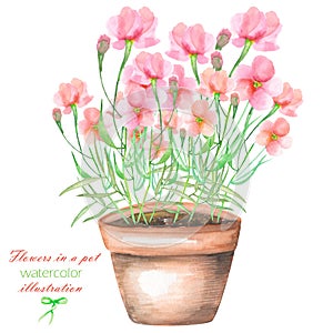 Illustrationen Aquarell rosa Blumen Topf 