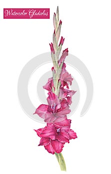 Illustration of watercolor purple gladiolus