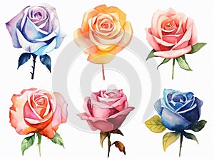 illustration in watercolor style of set of roses and rosebuds of different colors, on a white background cut out, created with ai