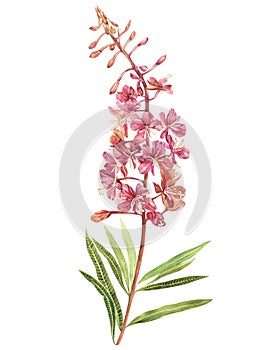 Illustration in watercolor of Willow-nerb. Floral card with flowers. Botanical illustration.