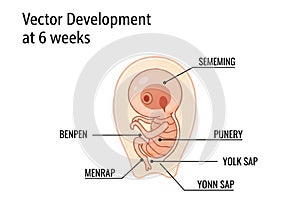 Illustration of a 6-week human embryo development. The image