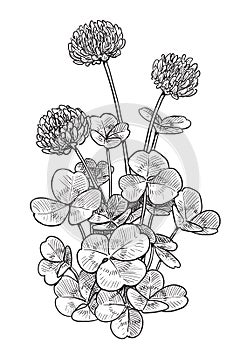 Clover flower illustration, drawing, engraving, ink, line art, vector