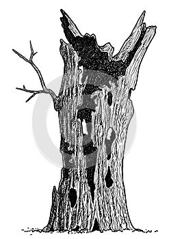 Dead tree illustration, drawing, engraving, ink, line art, vector