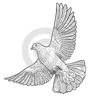 Létání holubice ilustrace kreslení rytina inkoust linka umění vektor 