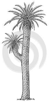 Willamsonia tree illustration, drawing, engraving, ink, line art, vector photo