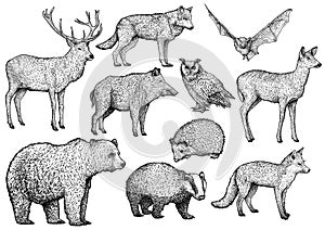 Foresta l'animale illustrazioni disegno incisione inchiostro linea arte vettore 