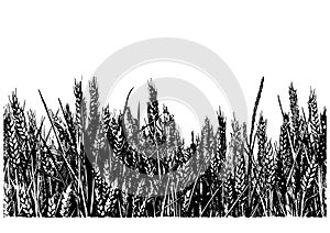 Illustration of wheat field