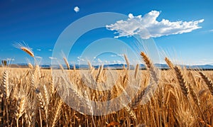An illustration of wheat fields