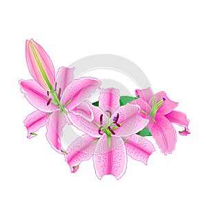Pink lilly flower bouquet. Hand drawn style.
